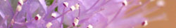 Pennyroyal