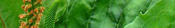 Plantain