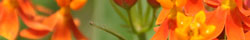 Pleurisy