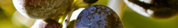 Olive leaf