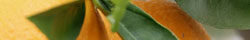 Orange peel