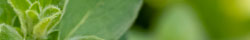 Oregano