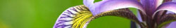 Orris root