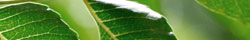 Neem