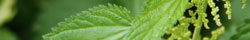 Nettle