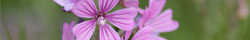 Malva