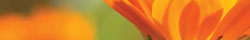 Calendula