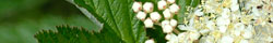 Meadowsweet