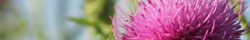 Milk thistle