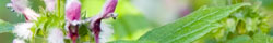 Motherwort