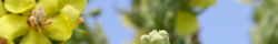 Mullein