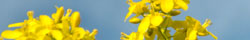 Mustard seed