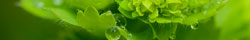 Lady's mantle