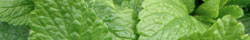 Lemon balm