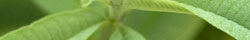 Lemon verbena