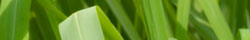 Lemongrass