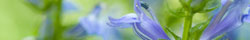 Lobelia
