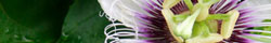 Passion flower
