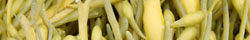 Kelp