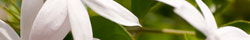 Jasmine flower
