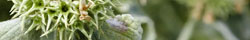 Horehound