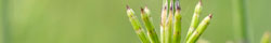 Horsetail / Shavegrass