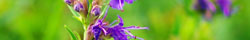 Hyssop