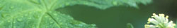 Goldenseal