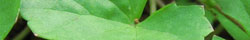 Gotu kola
