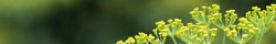 Fennel
