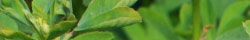 Fenugreek