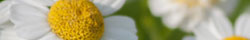 Feverfew