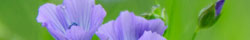 Flax