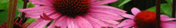 Echinacea