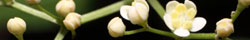 Elder flower