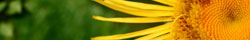 Elecampane