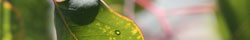 Eucalyptus