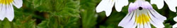 Eyebright