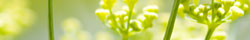 Dill seed