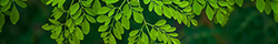Moringa