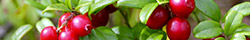 Cranberry Fruit