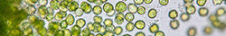 Chlorella