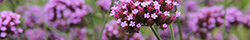 Vervain