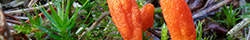 Mushroom Cordyceps
