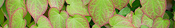 Horny Goat Weed