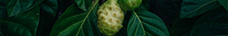 Noni fruit