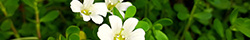 Bacopa monnieri