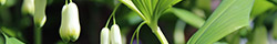Solomon’s Seal