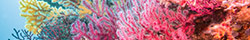 Coral Calcium