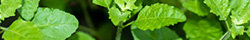Tulsi